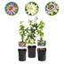 GreenboutiQ Passionsblume Tricolour - 3 Pflanzen im 11cm Topf Bild 1