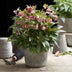 Lenzrose 'Helleborus Dacaya' - Immergrün, Rosa Blüte, Topf 19cm Bild 6