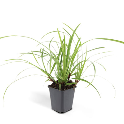 Carex morrowii 'Ice Dance' Groundcover - 60x, 10-25cm
