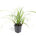 Carex morrowii 'Ice Dance' Bodendecker - 60x, 10-25cm Bild 2