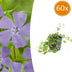 60x Vinca minor 'La Grave' groundcover, 10-25cm height Bild 1