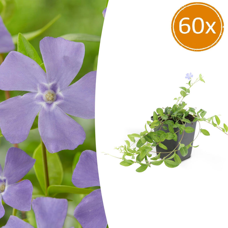 60x Vinca minor 'La Grave' groundcover, 10-25cm height