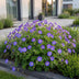 Green boutiQ - Stauden - Geranium 'Rozanne' - Storchschnabel - Bodendecker - Blau - 1 Pflanze - Topf 11cm - Höhe 15-25cm Bild 5