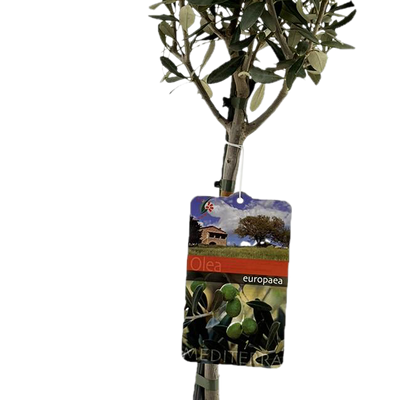 Olea Europaea "on Stem" - Ø19cm - ↕90cm