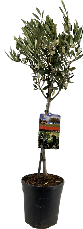 Olea Europaea "op Stam" - Ø19cm - ↕90cm
