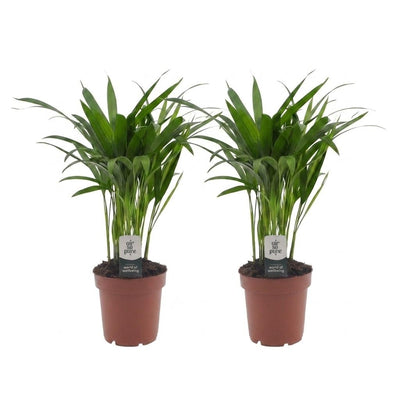 Green boutiQ - Areca Lutescens - Goldfruchtpalme - 2 Pflanzen - Topf 12cm - Höhe - 45cm