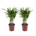 Green boutiQ - Areca Lutescens - Goldfruchtpalme - 2 Pflanzen - Topf 12cm - Höhe - 45cm Bild 2
