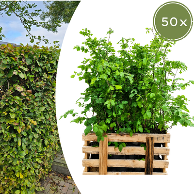 Paletten-Angebot Heckenpflanzen: 50 Fagus sylvatica ↕60-80 - Ø 19cm | Mini-Palette