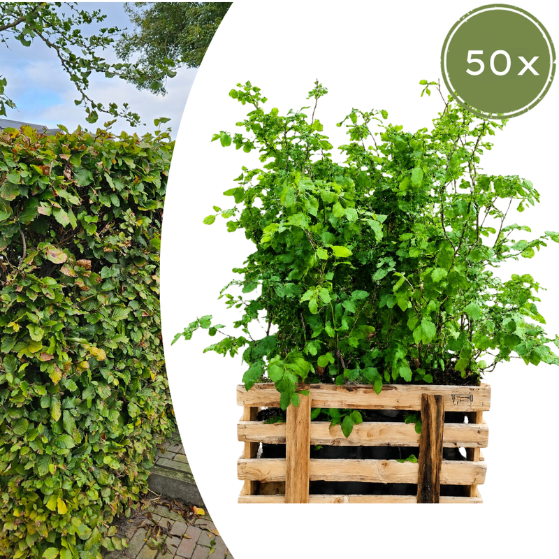Paletten-Angebot Heckenpflanzen: 50 Fagus sylvatica ↕60-80 - Ø 19cm | Mini-Palette