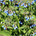 24x Comfrey 'Wisley Blue' - 10-25cm - Ø9cm Bild 7