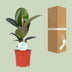 Ficus Elastica Robusta, Gummibaum Ø17cm, H55cm Bild 5
