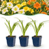 Green boutiQ - Perennial - Hemerocallis Tricolour - Daylily - Bee and butterfly attractors - Cream - Yellow - Red - 12 Plants - Pot 11cm - Height 15-25cm Bild 1