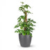 Mini Windowleaf Monstera Minima on a moss pole, 90cm, 19cm pot Bild 2