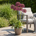 GreenboutiQ Allium Miami Blumenzwiebeln - Lila, XXL Pack (15 Stk) Bild 3