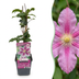 6x Clematis Piilu - Kleine Ente Waldrebe - Weiß - Rosa - Kletterpflanze - Ø9cm - ↕35cm Bild 1