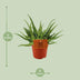 Aloe 'Spider' im 10,5cm Topf, ca. 15cm hoch – Sonnige Deko für Ihr Zuhause Bild 2