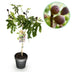 Ficus carica Little Miss Figgy: Feigenbaum Stamm Pflanze, 90cm Bild 1