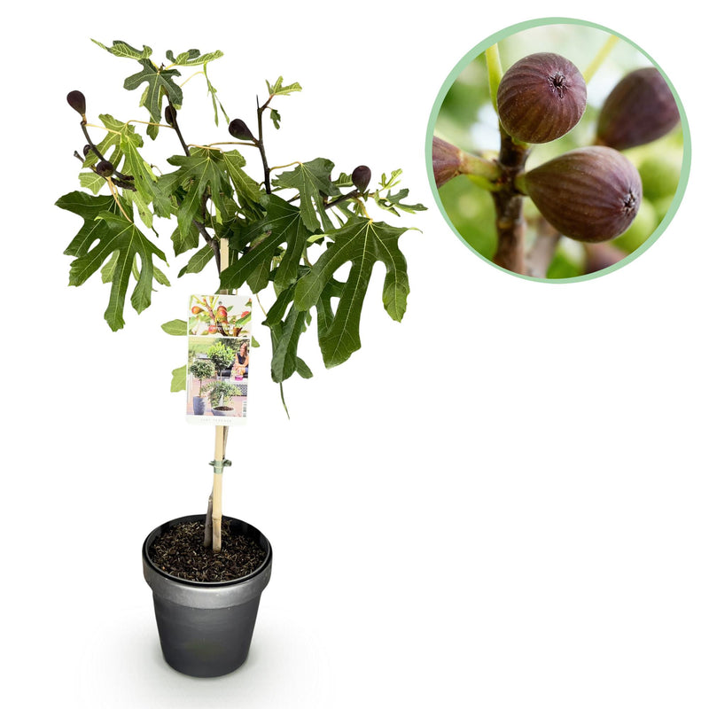 Ficus carica Little Miss Figgy: Feigenbaum Stamm Pflanze, 90cm