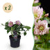 Lenzrose 'Double Ellen Pink' - 2 Pflanzen im 14cm Topf Bild 1