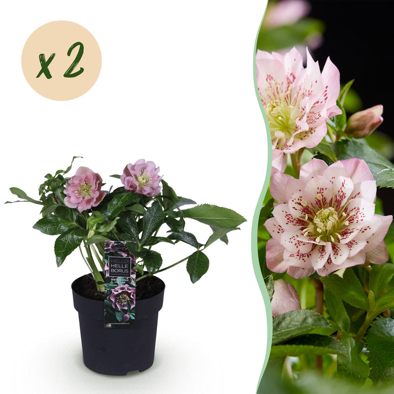 Lenzrose 'Double Ellen Pink' - 2 Pflanzen im 14cm Topf