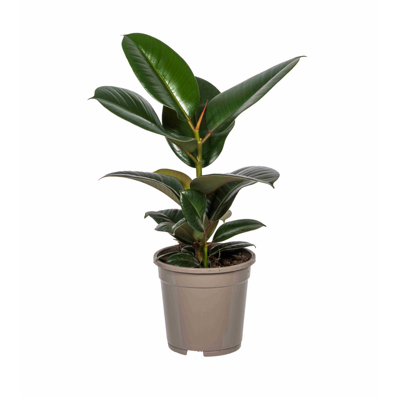 Ficus Elastica Robusta: Große Zimmerpflanze, Ø17cm, 50-60cm