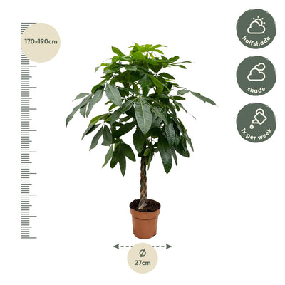 Pachira Aquatica - Geldbaum, 160 cm, Topf ø27 cm