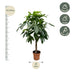 Pachira Aquatica - Geldbaum, 160 cm, Topf ø27 cm Bild 2