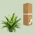Asplenium Antiquum Osaka (Vogelnestfarn) - Ø23cm - ↕60cm Bild 4