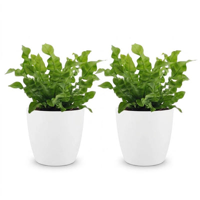 Green boutiQ - Asplenium Crispy Wave - Krauser Wellenfarn - 2 Pflanzen - met Potter Wit - Pot 12cm - Hoogte - 30cm