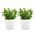 Green boutiQ - Asplenium Crispy Wave - Krauser Wellenfarn - 2 Pflanzen - met Potter Wit - Pot 12cm - Hoogte - 30cm Bild 2