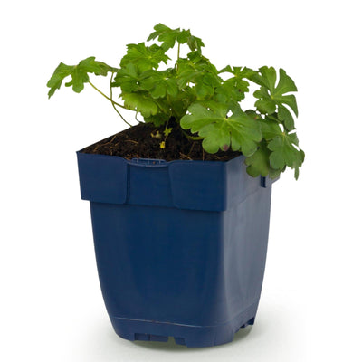 Green boutiQ - Perennials - Geranium macr. Czakor - Cranesbill - Groundcover - Purple-Pink - 1 Plant - Pot 11cm - Height 15-25cm