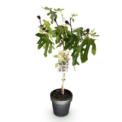 Ficus carica Little Miss Figgy: Feigenbaum Stamm Pflanze, 90cm