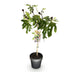 Ficus carica Little Miss Figgy: Feigenbaum Stamm Pflanze, 90cm Bild 2