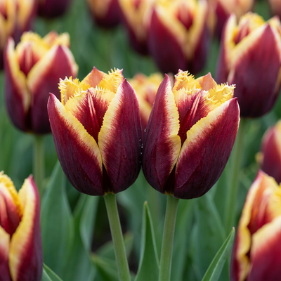 30x Tulipa My Favourite Topping Zwiebeln - Frühblüher