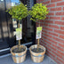 GreenboutiQ Euonymus fortunei 'Emerald n Gold' Stamm 90cm Bild 8