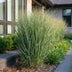 Green boutiQ - Gräser - Panicum virg. Northwind - Prairiegras - Mit Blüte - Grün - 1 Pflanze - Topf 11cm - Höhe 15-25cm Bild 6
