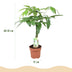 Geflochtener Stamm Pachira Aquatica (Geldbaum), pflegeleicht, Topf 17cm Bild 3