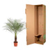 Phoenix Roebelenii Palme, 150 cm, Ø27 - Exotischer Hingucker Bild 4