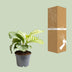 Calathea Orbifolia im 12cm Topf, 25cm hoch Bild 3