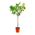 Ficus Lyrata Baum XXXL - Geigenfeige, 270cm, Ø45 Bild 1