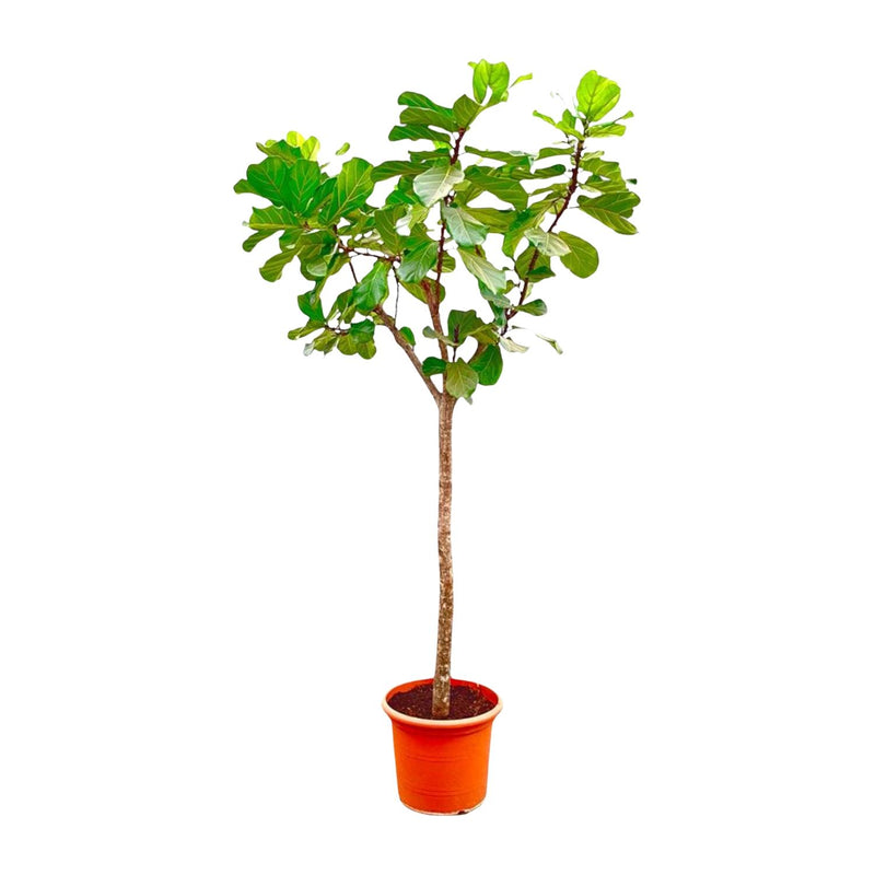 Dracaena surculosa