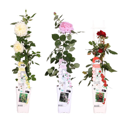 3x Rose Mix ↨65cm Ø15cm – Instant Blooms for Garden & Balcony