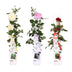 3x Rosen-Mix ↨65cm Ø15cm – Sofort-Blütenpracht für Garten & Balkon Bild 7