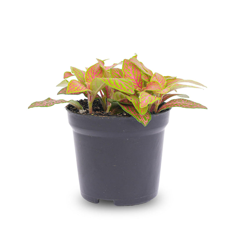 Fittonia Orange-Rosa 'Ruby Lime' Mosaikpflanze, Topf 8
