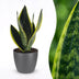 Green boutiQ - Sansevieria Future Superb - Bogenhanf - 1 Plant - mit Potter Grijs - Topf 12cm - Höhe - 35cm Bild 1