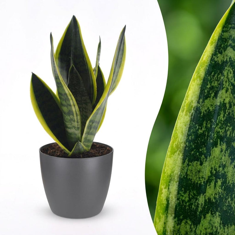 Green boutiQ - Sansevieria Future Superb - Bogenhanf - 1 Plant - mit Potter Grijs - Topf 12cm - Höhe - 35cm