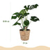 Monstera Deliciosa Fensterblatt mit Korb - Grün, Topf 21cm, 70-80cm Bild 3