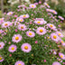 Green boutiQ - Perennial - Aster Wood's Pink - Plume Spiraea - Bee and Butterfly Attractors - Pink - 6 Plants - Pot 11cm - Height 15-25cm Bild 5