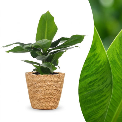 Green boutiQ - Musa Oriental Dwarf - Oriental Dwarf Banana - 1 Plant - with Basket - Pot 12cm - Height 30cm