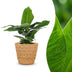 Green boutiQ - Musa Oriental Dwarf - Orientalische Zwergbanane - 1 Pflanze - mit Korb - Topf 12cm - Höhe 30cm Bild 1
